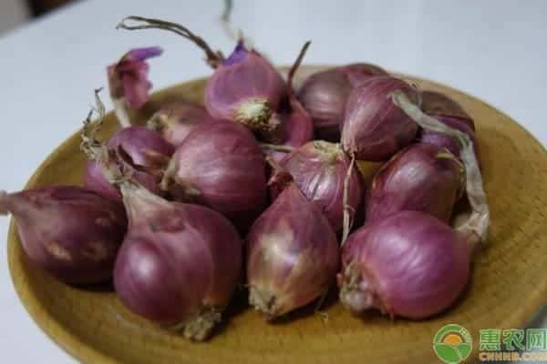 中药红葱头的功效与作用 食用方法（红葱头的功效与作用）