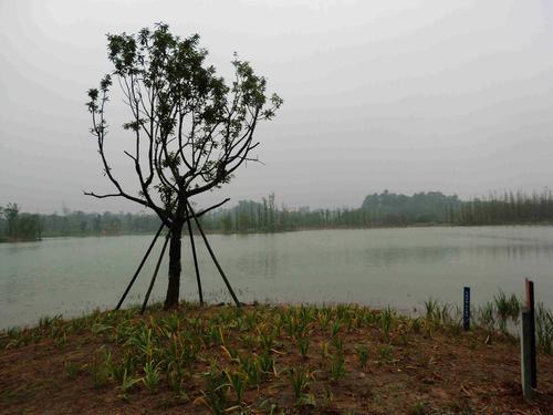 二、白鹭湾湿地公园