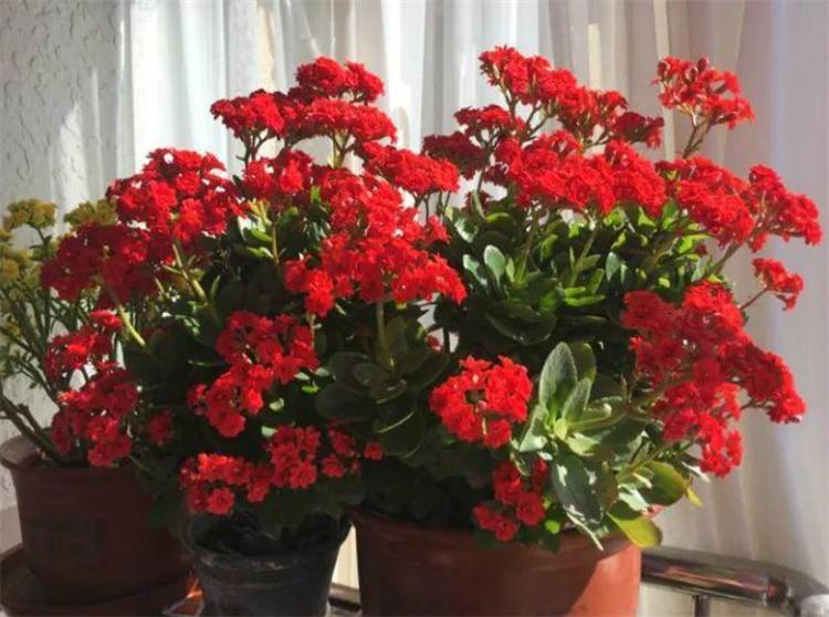 花上有白色虫子怎么办用什么药（花上长满粘粘的白虫子妙招）