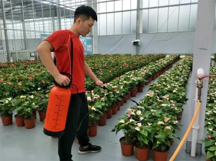 花上有白色虫子怎么办用什么药（花上长满粘粘的白虫子妙招）