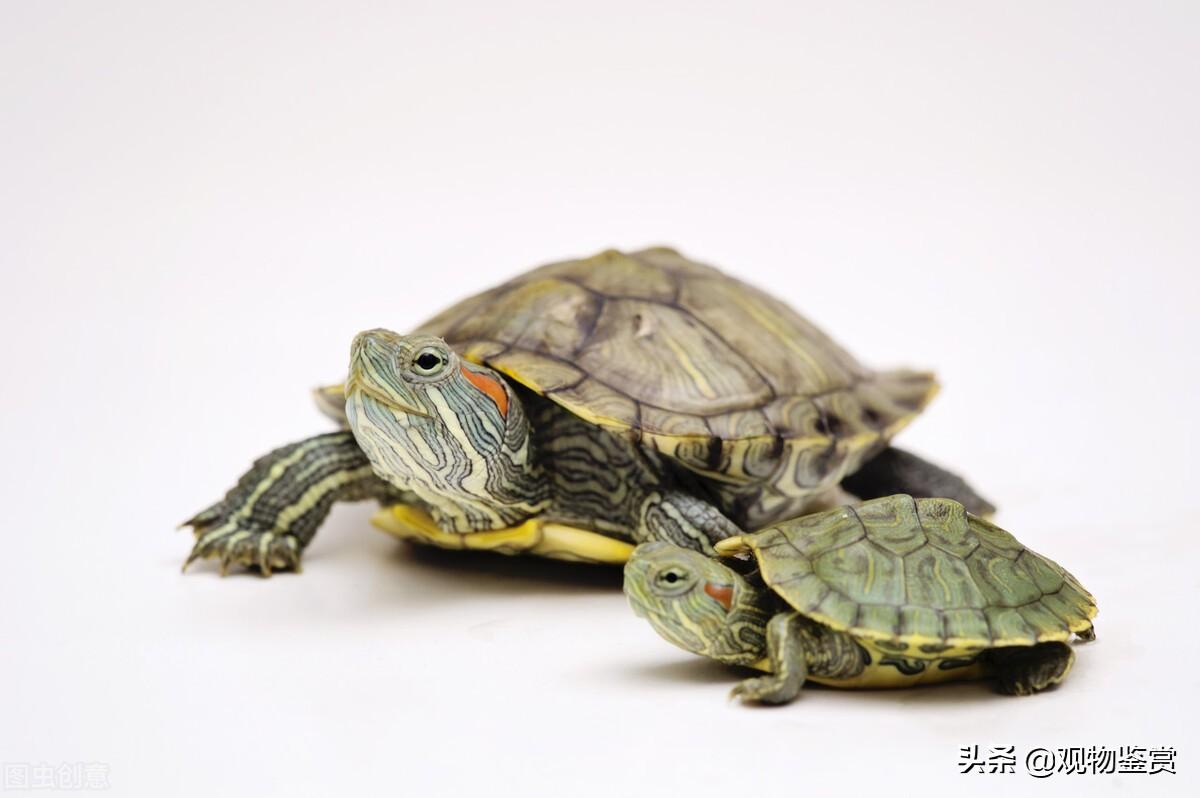 冬天乌龟多久不吃食会饿死（乌龟可以多久不吃东西能存活）