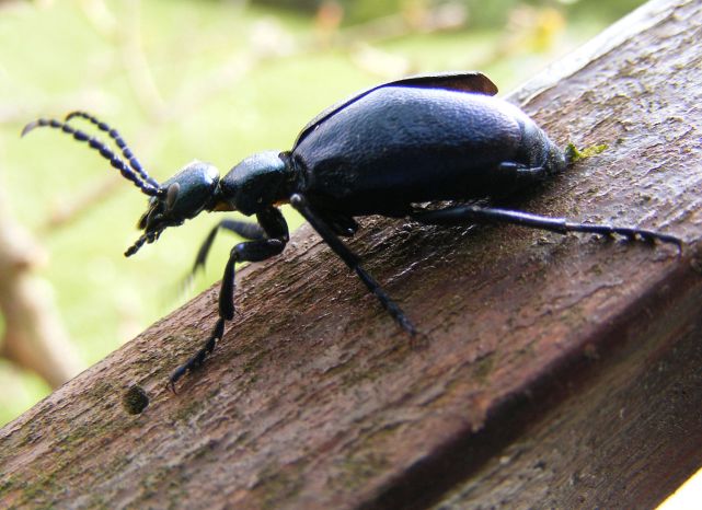 法布尔小传：为了死去的儿子，从56岁写到84岁，完成了一部史诗