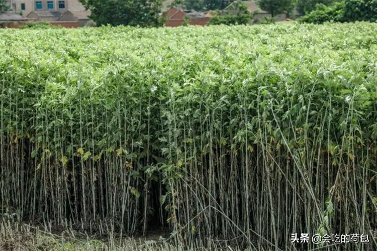 端午节门口挂艾草什么意思怎么放-（门口挂艾草的寓意和象征）