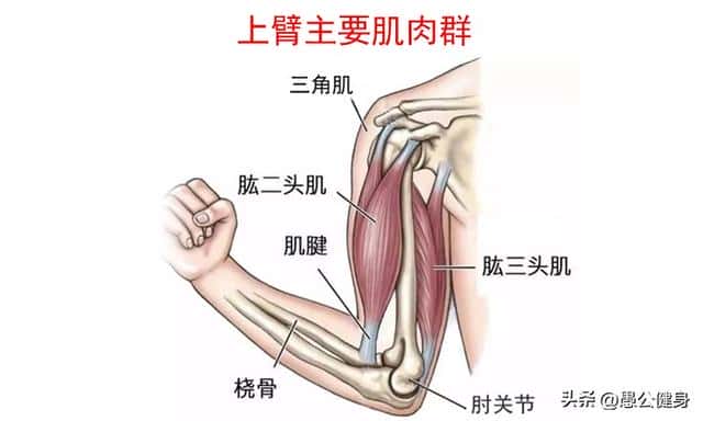 力量训练无器材（无器械上肢力量训练有哪些）