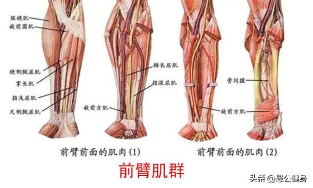 力量训练无器材（无器械上肢力量训练有哪些）