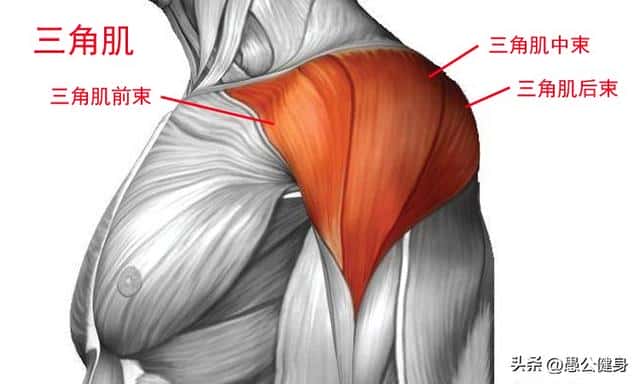 力量训练无器材（无器械上肢力量训练有哪些）