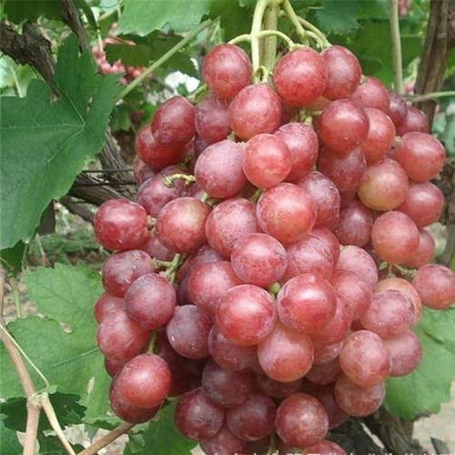 樱桃味葡萄是什么品种