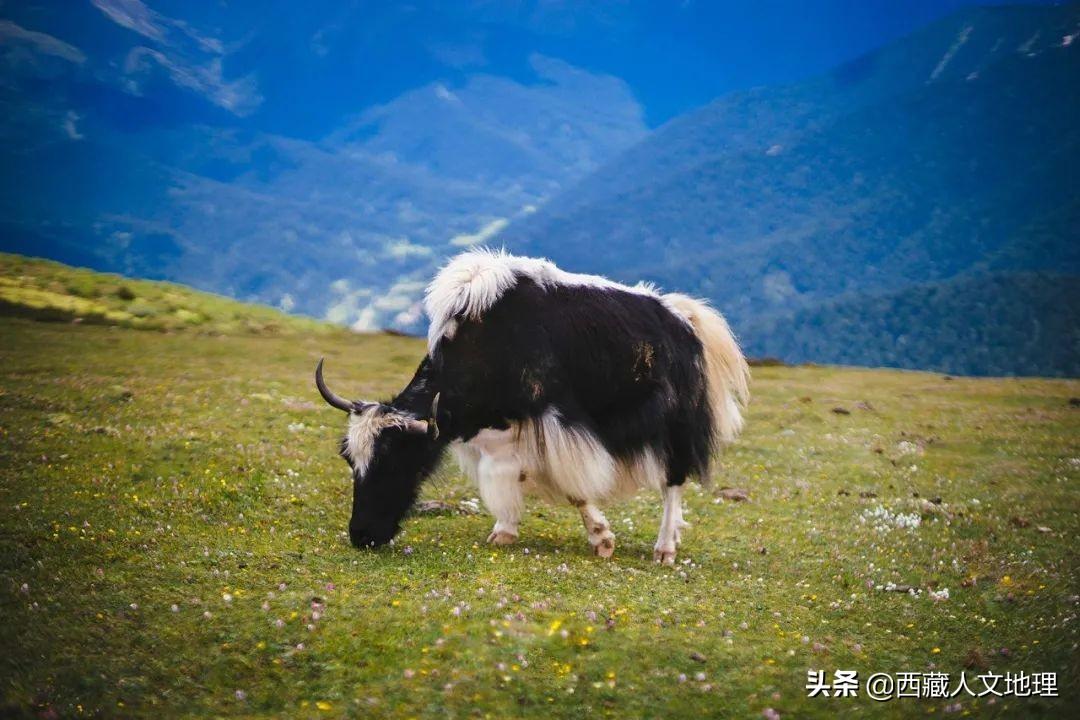 牦牛被称为什么之舟(牦牛凭什么被称为高原之舟)