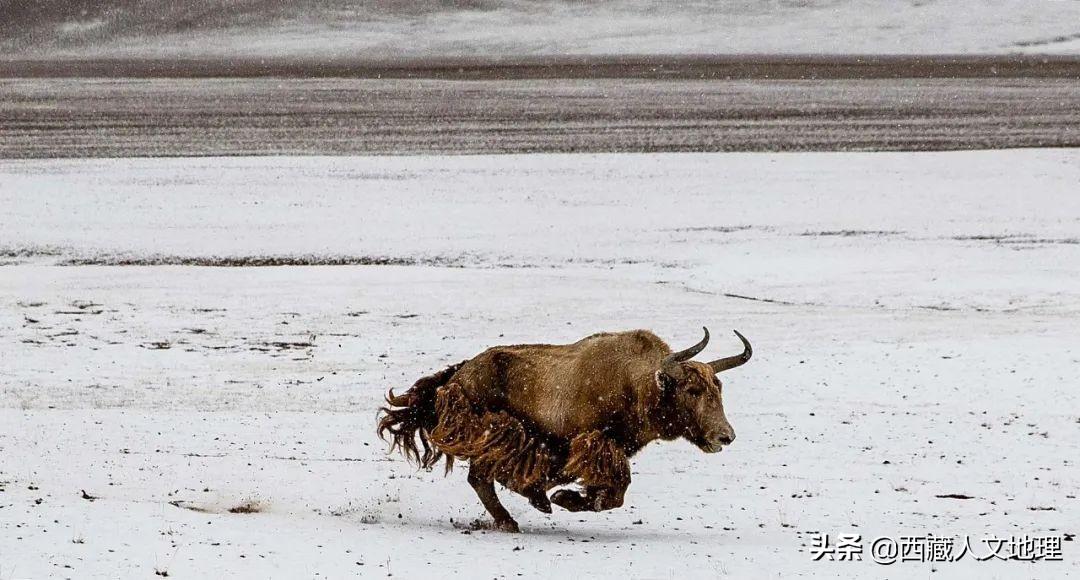 牦牛被称为什么之舟(牦牛凭什么被称为高原之舟)