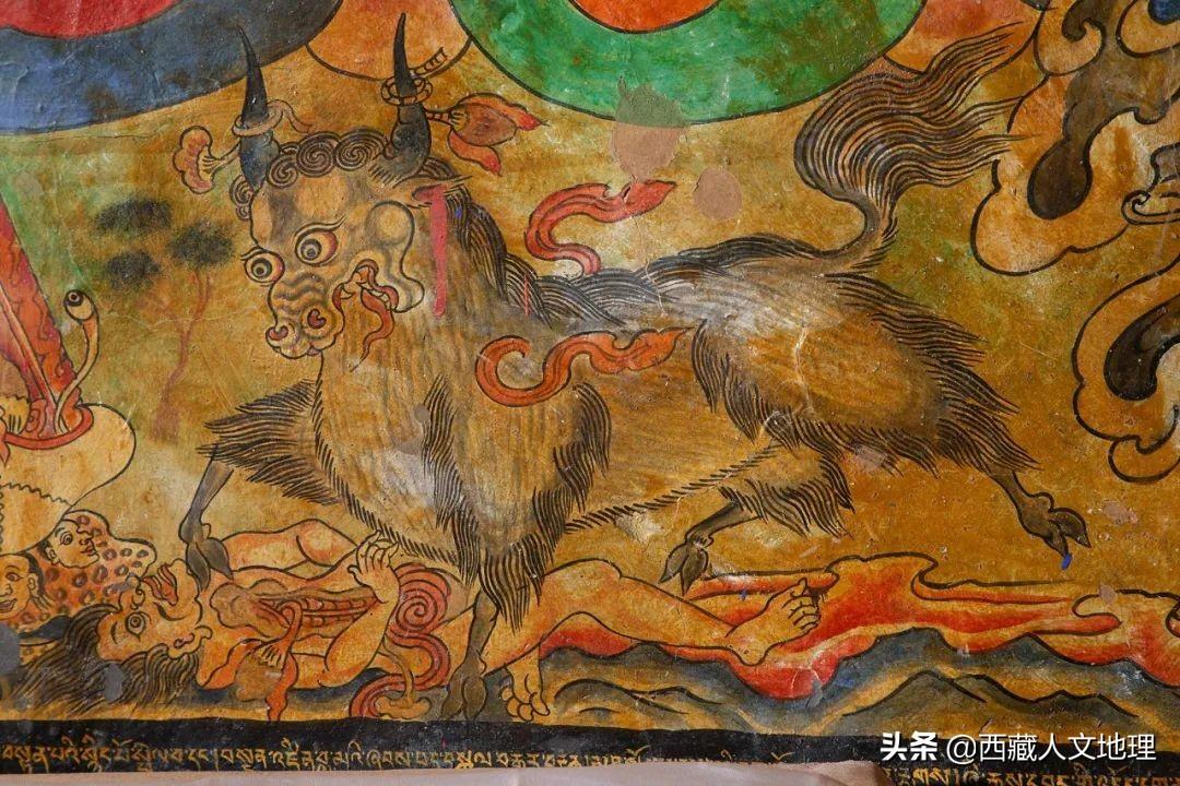 牦牛被称为什么之舟(牦牛凭什么被称为高原之舟)