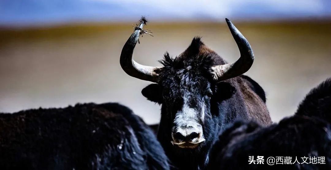 牦牛被称为什么之舟(牦牛凭什么被称为高原之舟)