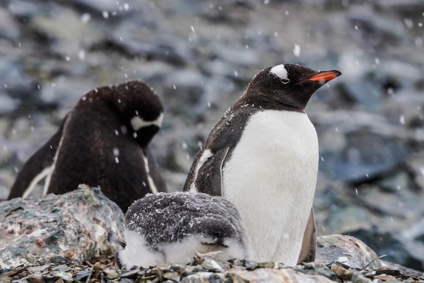 南极点的四周指向什么方向(站在南极点上所有方向都是什么)