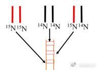 dna复制方向5到3是子链还是母链的(DNA复制方向)-第1张图片-