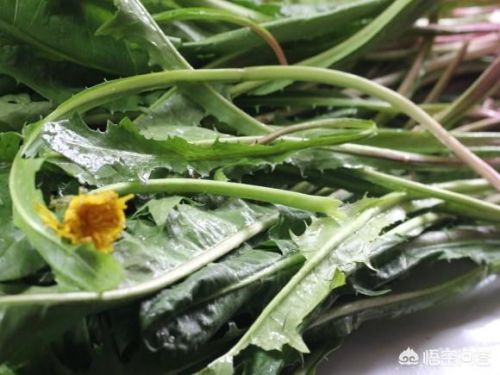 蒲公英的吃法和做法(蒲公英的吃法新鲜蒲公英的吃法)-第1张图片-