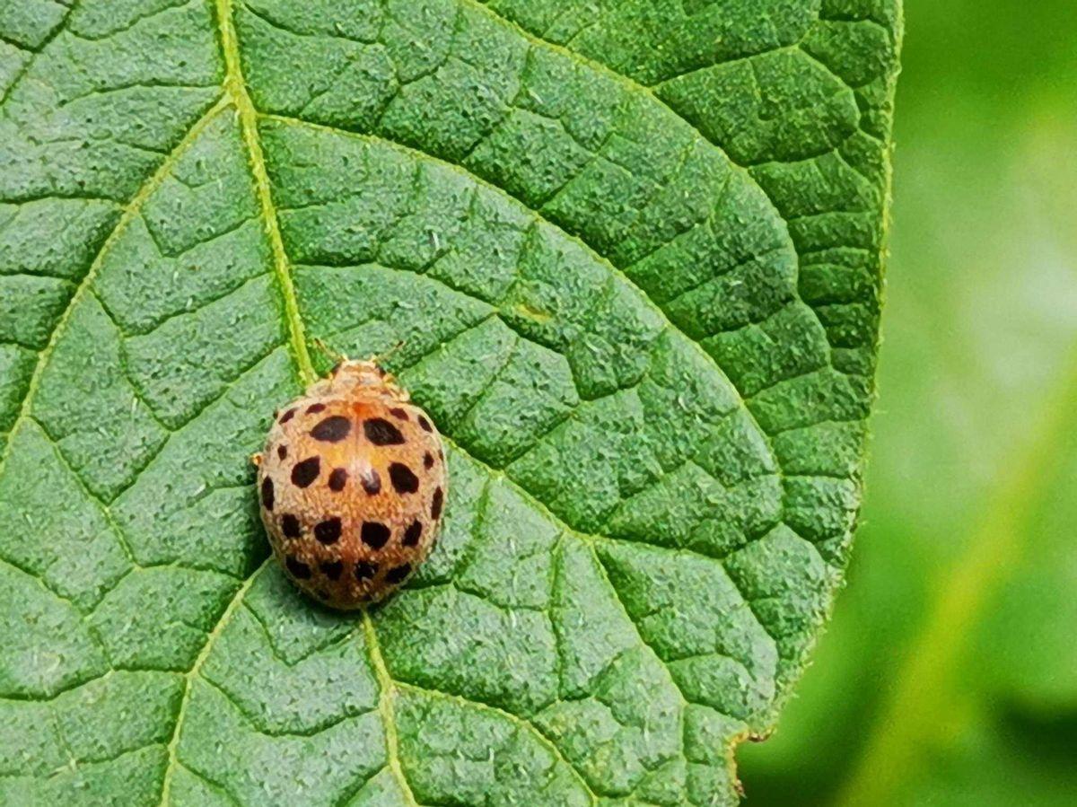 瓢虫是益虫还是害虫(瓢虫是昆虫吗)