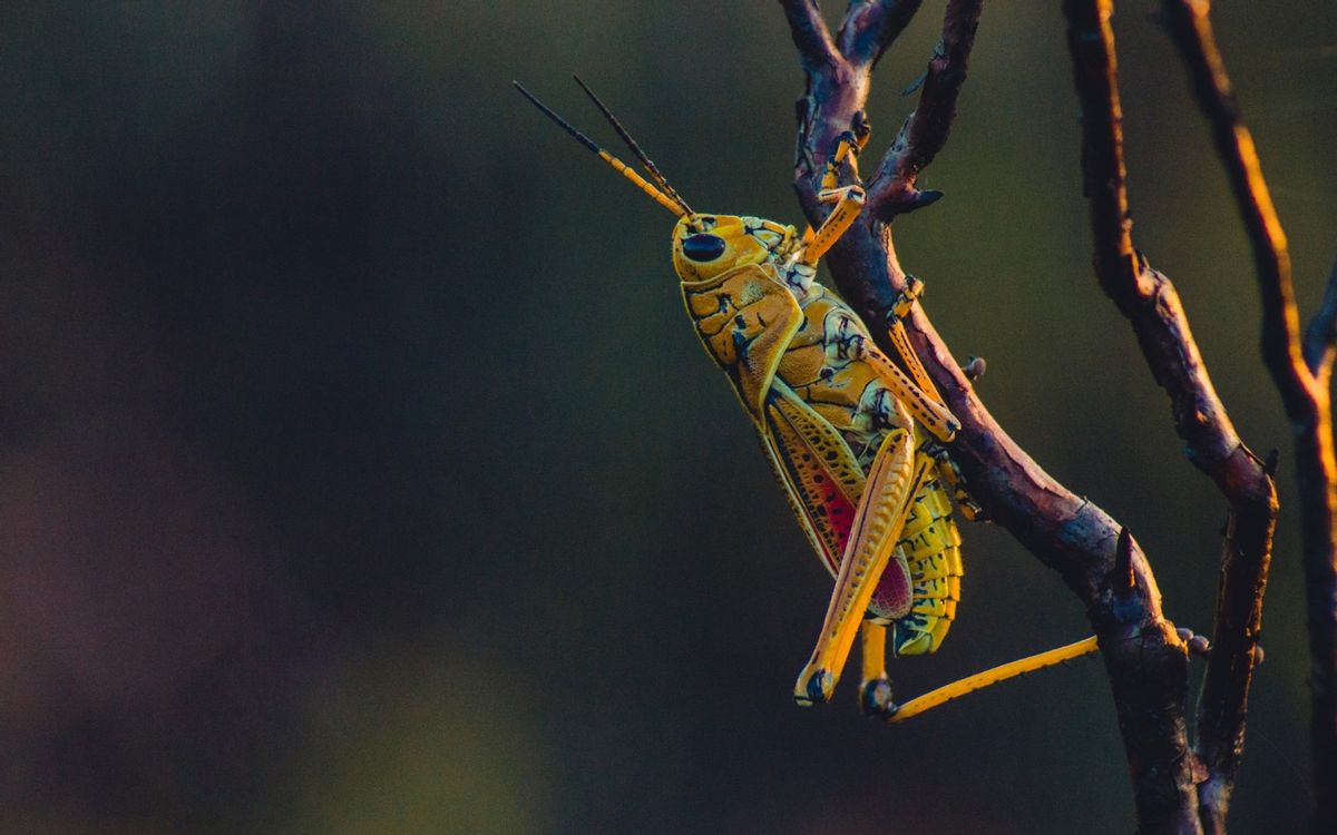 瓢虫是益虫还是害虫(瓢虫是昆虫吗)