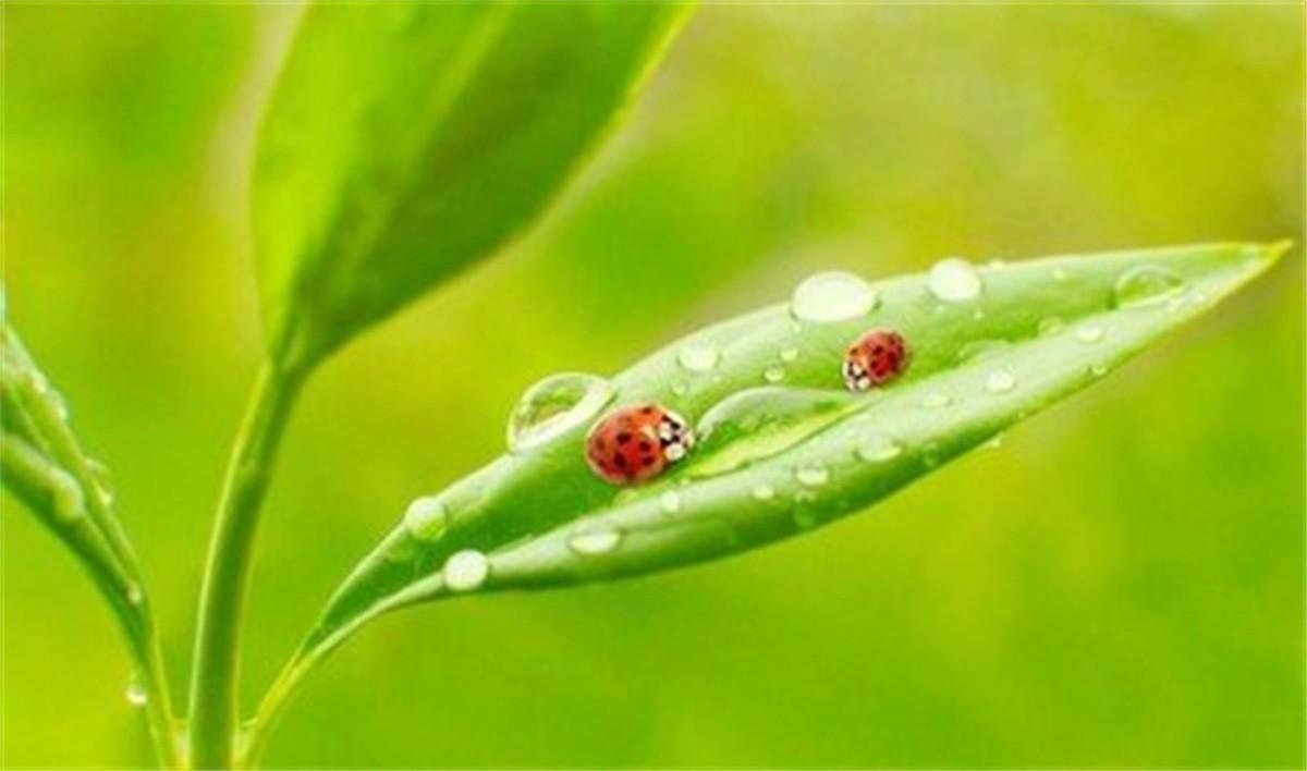 瓢虫是益虫还是害虫(瓢虫是昆虫吗)