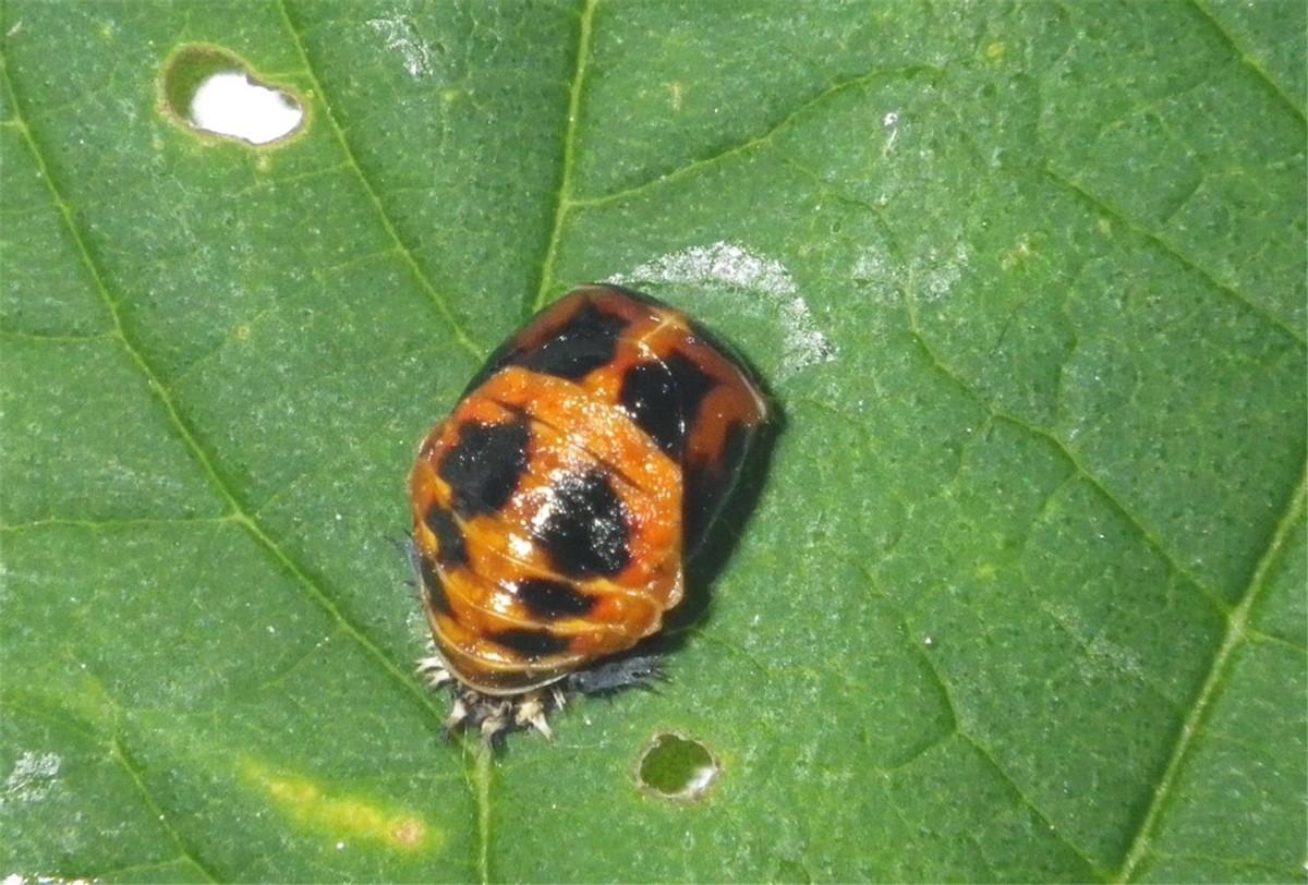 瓢虫是益虫还是害虫(瓢虫是昆虫吗)