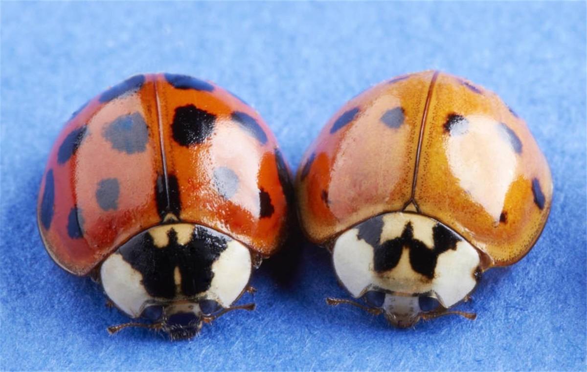 瓢虫是益虫还是害虫(瓢虫是昆虫吗)