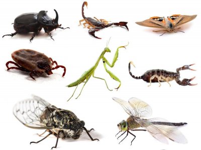 ​瓢虫是益虫还是害虫(瓢虫是昆虫吗)