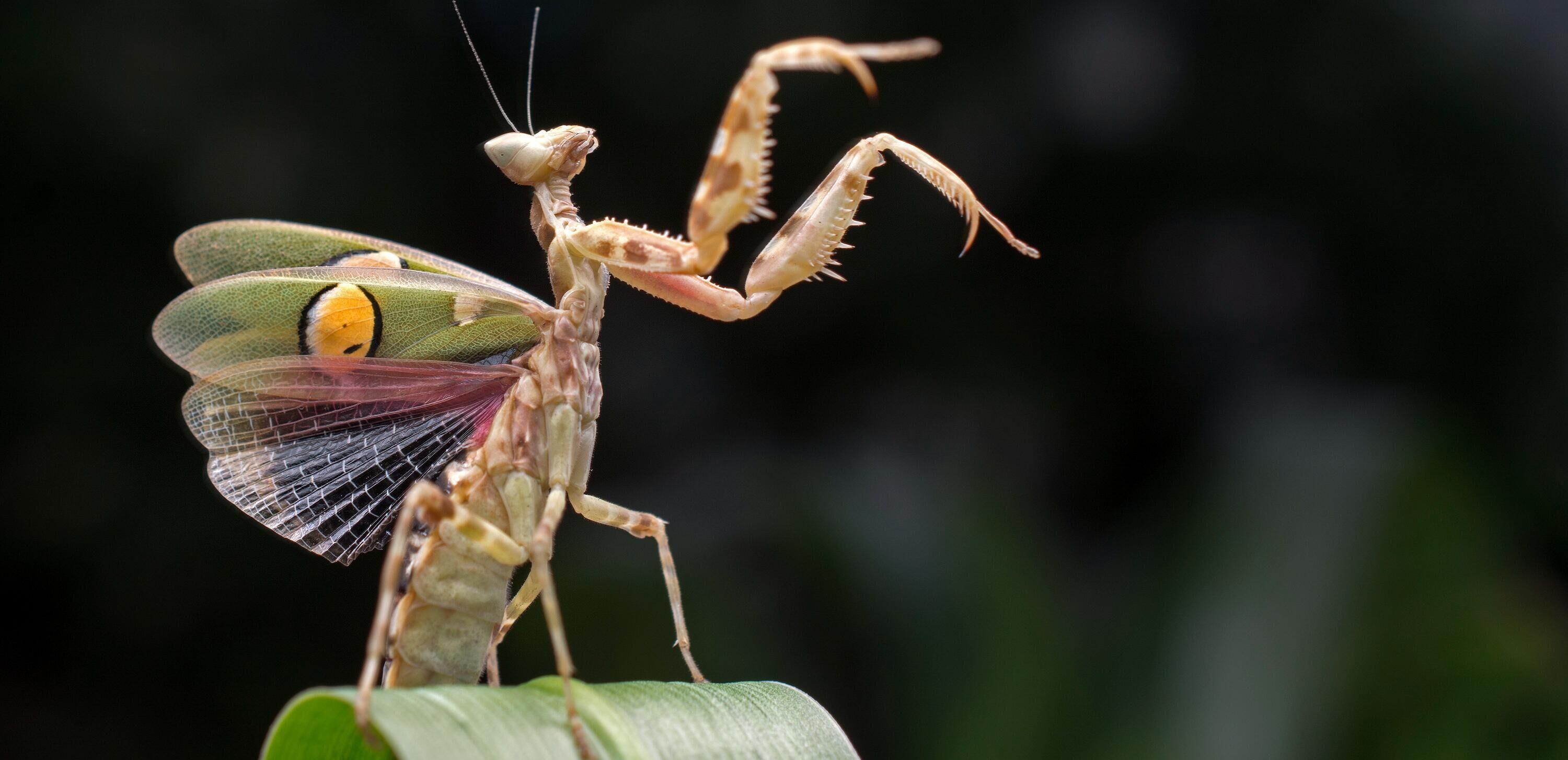 瓢虫是益虫还是害虫(瓢虫是昆虫吗)