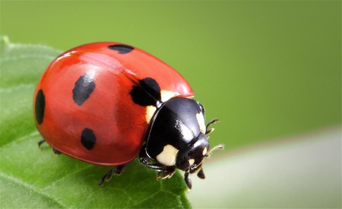 瓢虫是益虫还是害虫(瓢虫是昆虫吗)