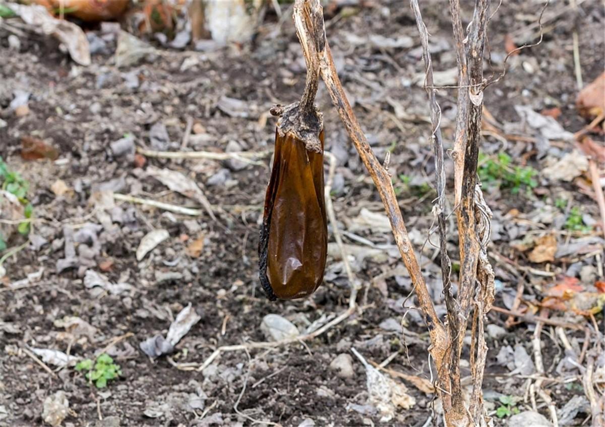 瓢虫是益虫还是害虫(瓢虫是昆虫吗)