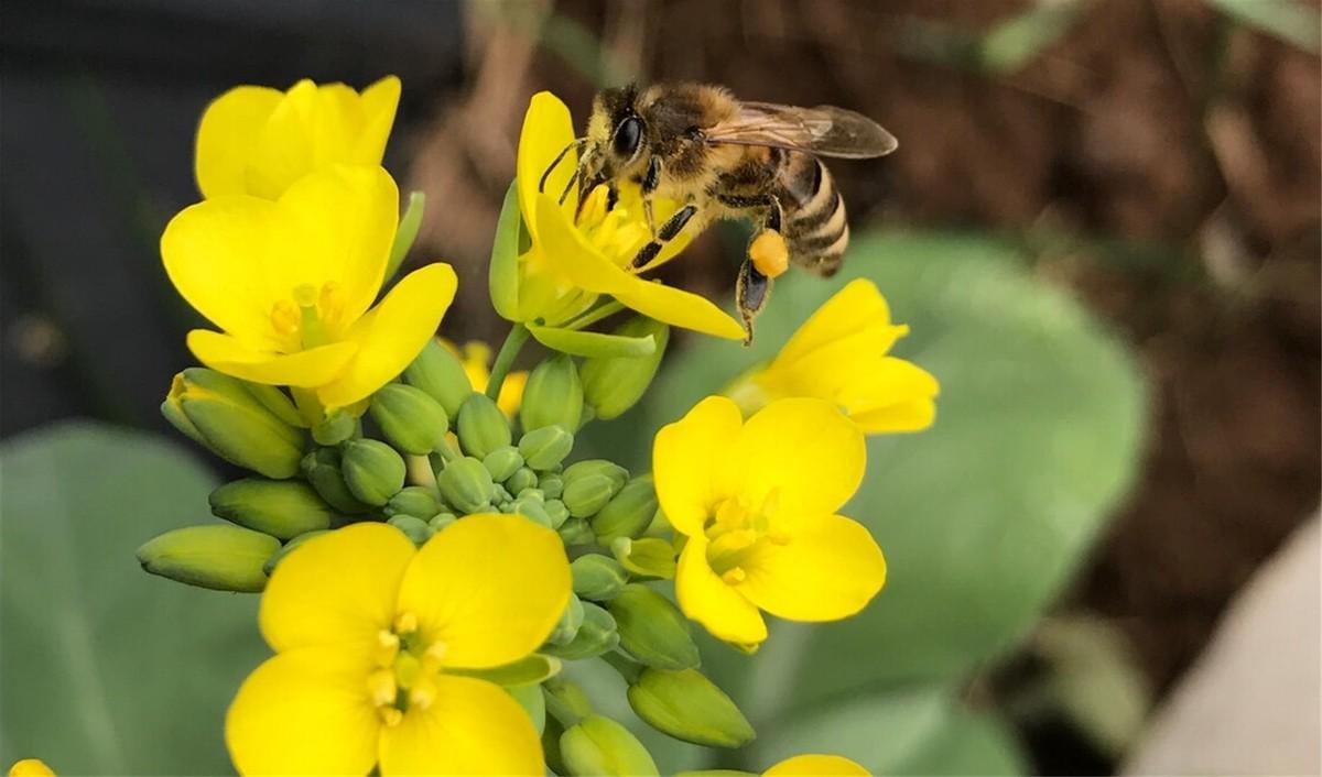 瓢虫是益虫还是害虫(瓢虫是昆虫吗)
