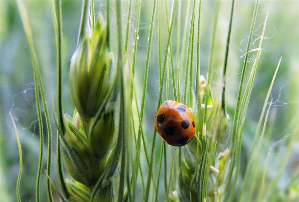 瓢虫是益虫还是害虫(瓢虫是昆虫吗)