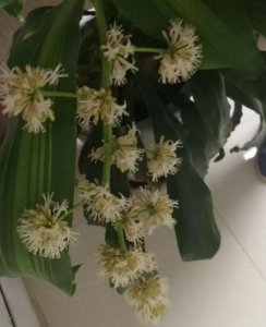 ​巴西木开花图片大全，巴西木开花,多久一次