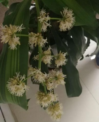 巴西木开花图片大全,巴西木开花,多久一次-第1张图片-