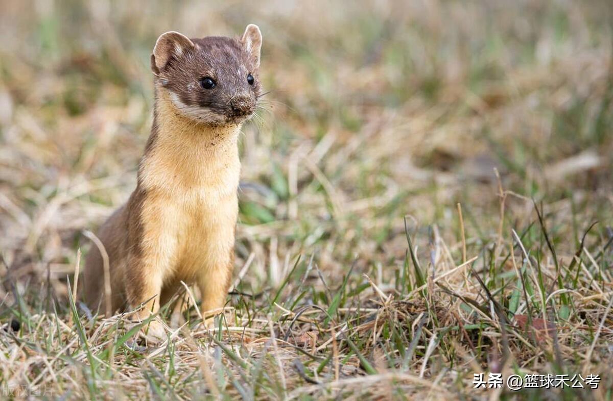 三有保护动物是什么意思(三有相当于几级保护)