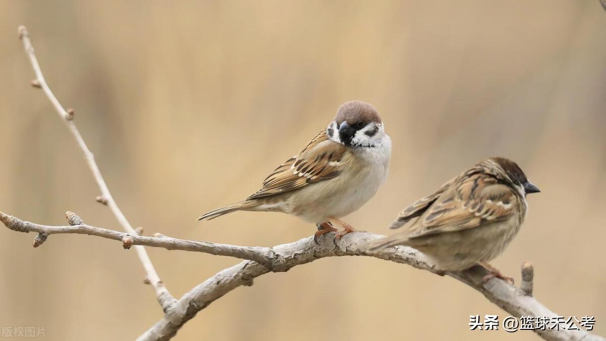 三有保护动物是什么意思(三有相当于几级保护)