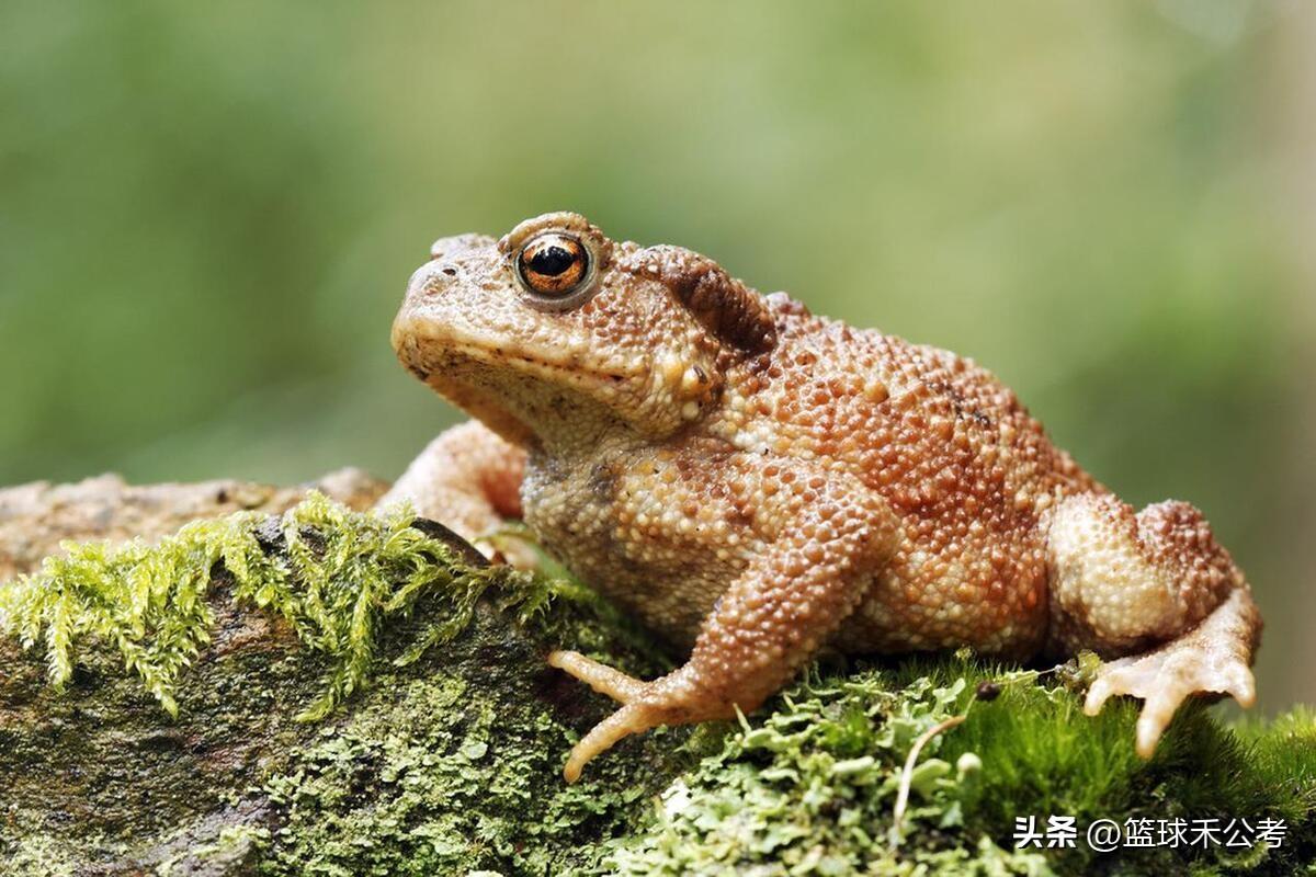 三有保护动物是什么意思(三有相当于几级保护)