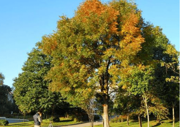 冠幅是什么意思(冠幅用什么字母表示)
