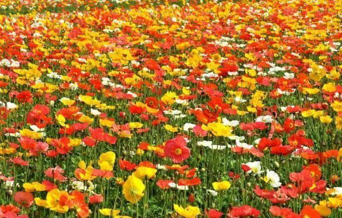 3、花乡花海田园风光公园