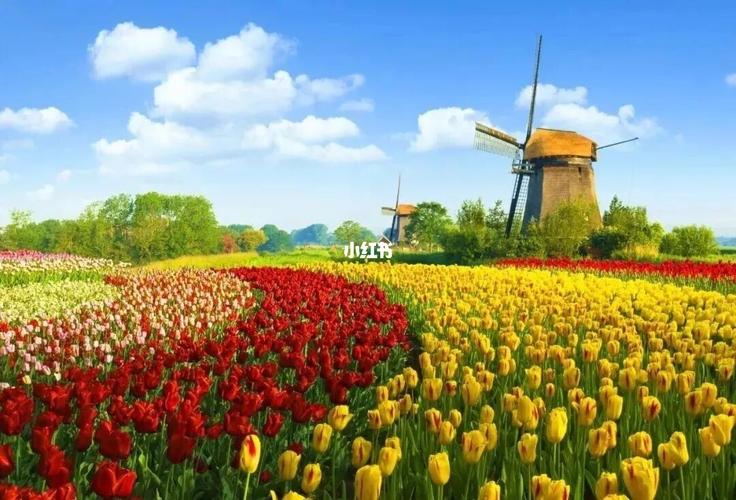 4、花海公园旅游度假区