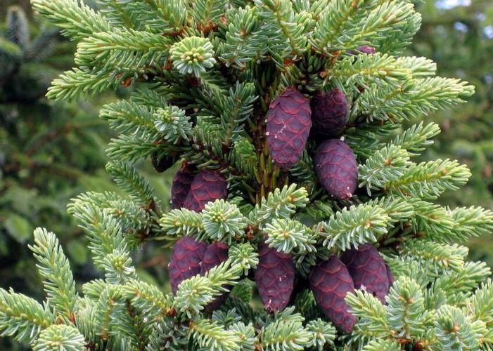 2、云南云杉园景区