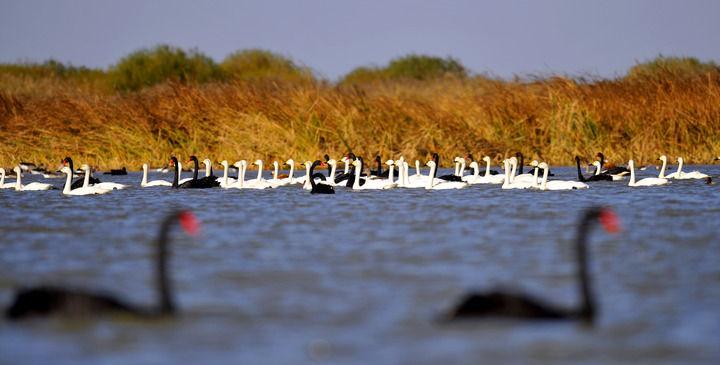2、黄河三角洲植物园