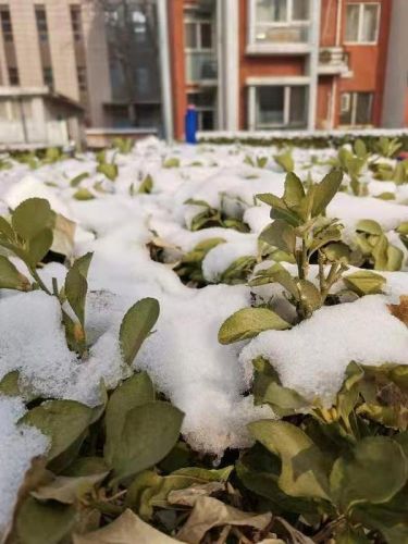 描写大寒节气的诗句名句(描写大寒节气的诗句唯美)-第1张图片-