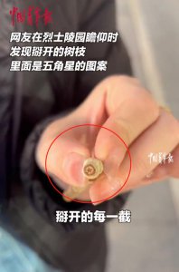 ​烈士陵园的树，长着“五角星”