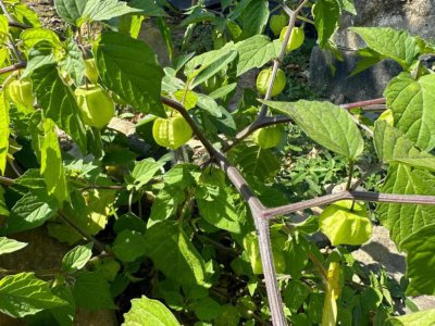 ​身价暴涨！140 元一斤！以前路边常有……