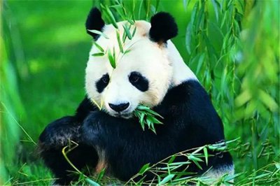 ​大熊猫生活在什么地方，介绍大熊猫的生活习性