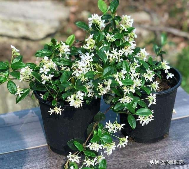 爬藤风车茉莉全年开花吗（风车茉莉花期）