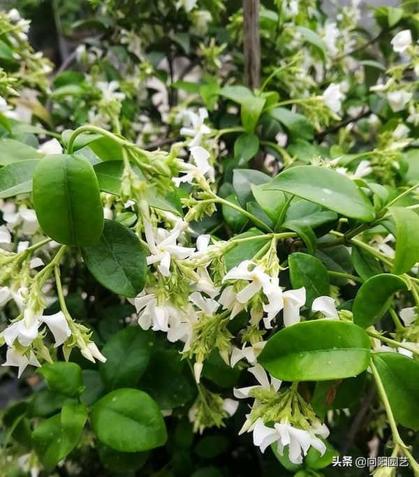 爬藤风车茉莉全年开花吗（风车茉莉花期）