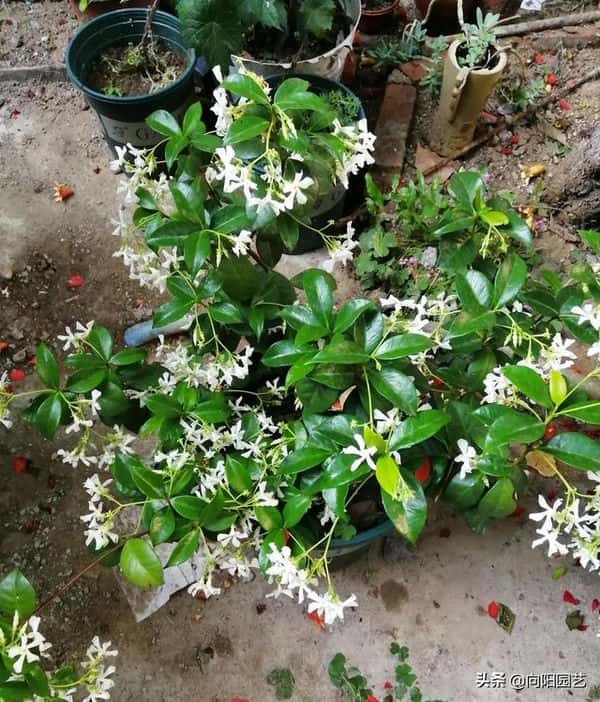 爬藤风车茉莉全年开花吗（风车茉莉花期）