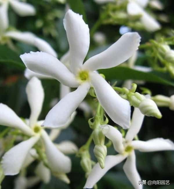 爬藤风车茉莉全年开花吗（风车茉莉花期）