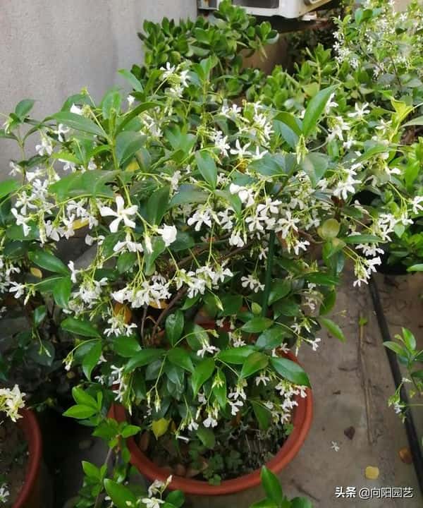 爬藤风车茉莉全年开花吗（风车茉莉花期）