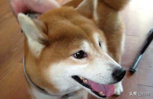 柴犬寿命能活多久-（柴犬能活多少年）