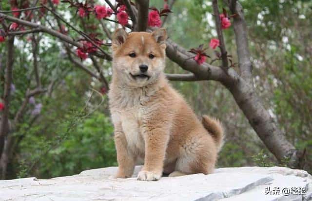 柴犬寿命能活多久-（柴犬能活多少年）